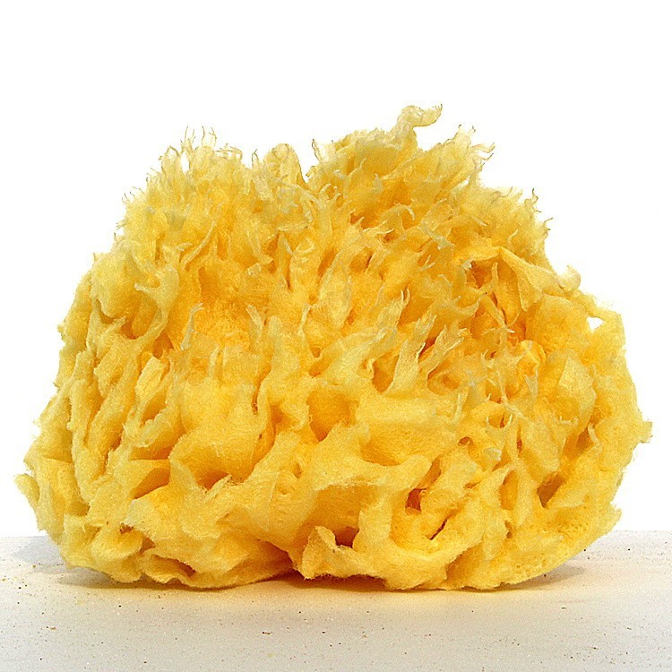 Điều gì làm cho Hy Lạp tự nhiên Sponge trở thành một món quà từ Biển Aegean?